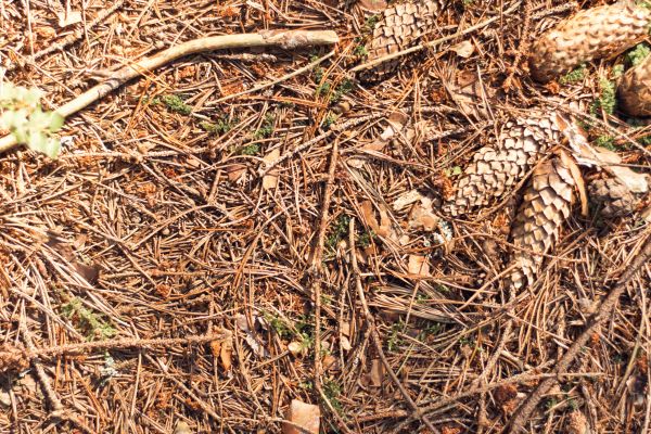 Pine Needles Removal in Sterling