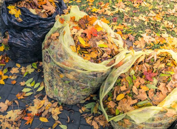 Yard Cleanup Service in Sterling