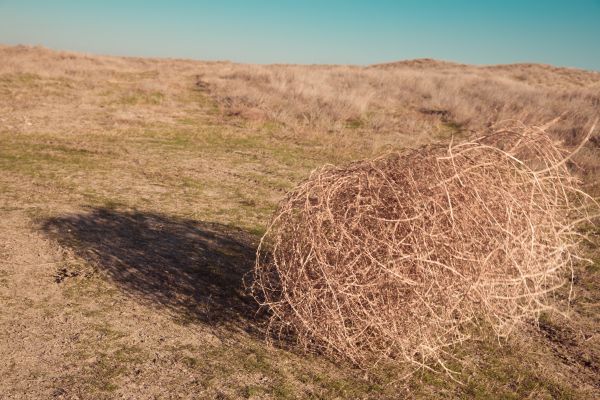 Tumbleweed Removal in Sterling