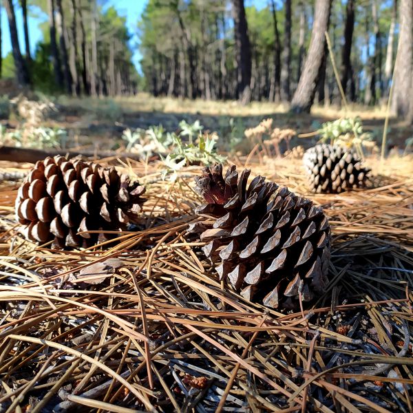 Pine Cone Removal in Sterling