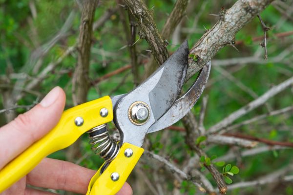 Limbs Removal in Sterling