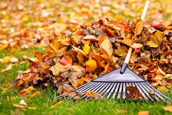 Yard Leaf Removal in Sterling