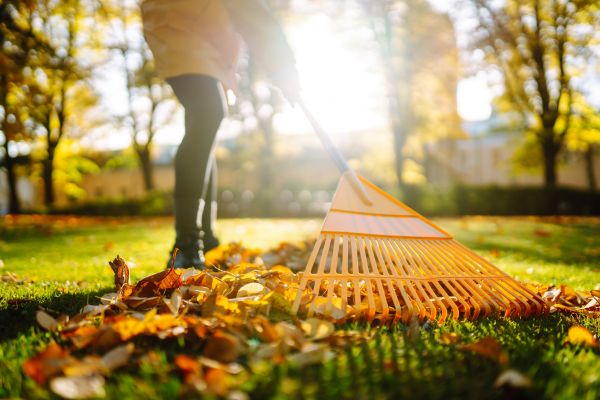 Leaves Raking in Sterling
