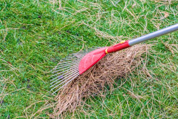 Yard Raking in Sterling