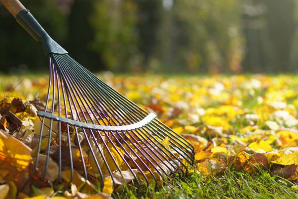 Leaf Removal in Sterling