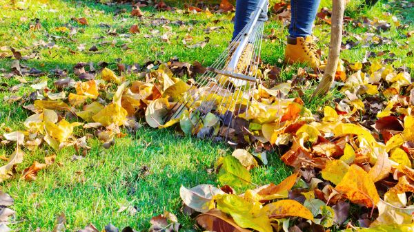 Lawn Cleanup Service in Sterling