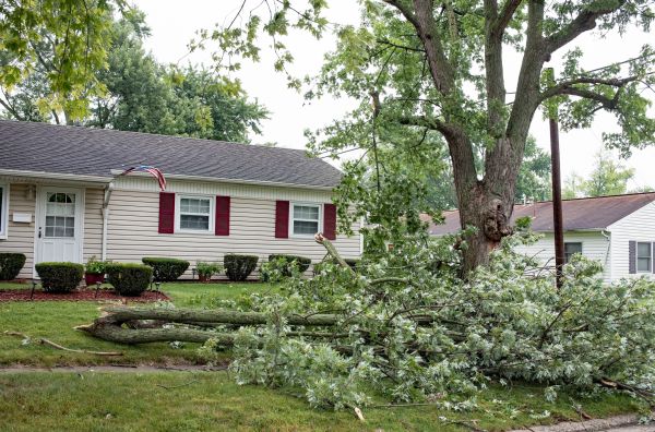 Fallen Branch Removal in Sterling